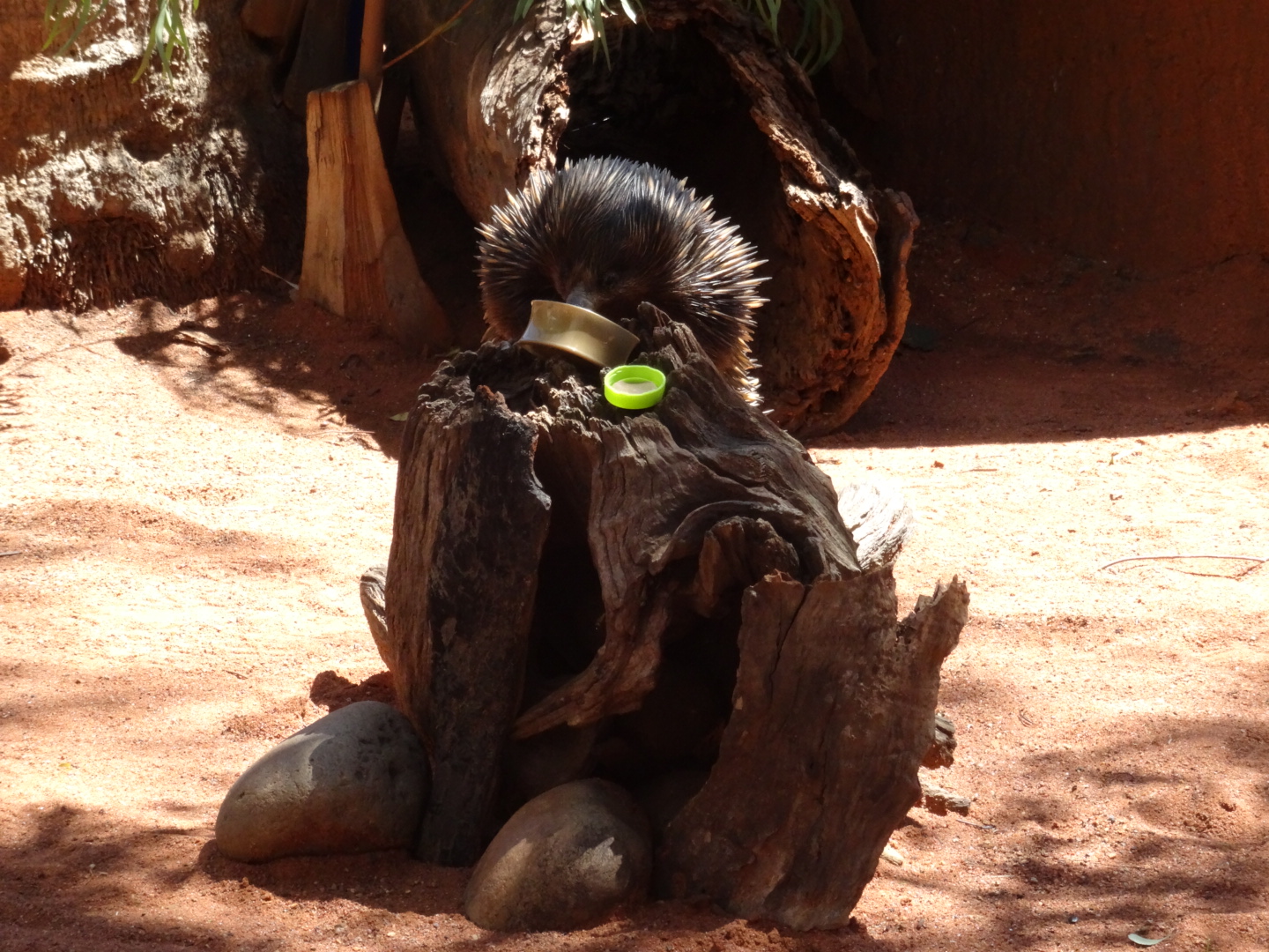 wpid-dsc02923.jpg image